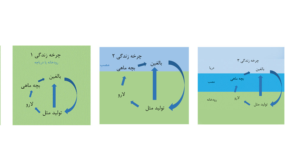 ماهیان خاویاری