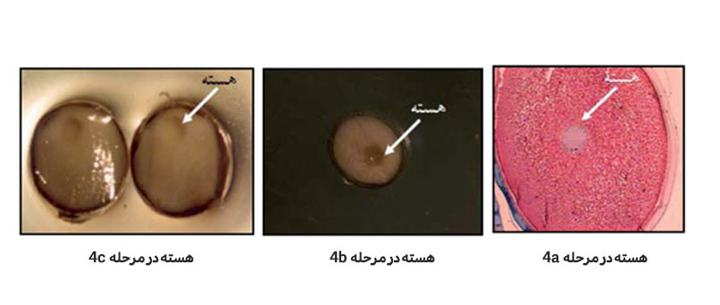 لارو فیل ماهی